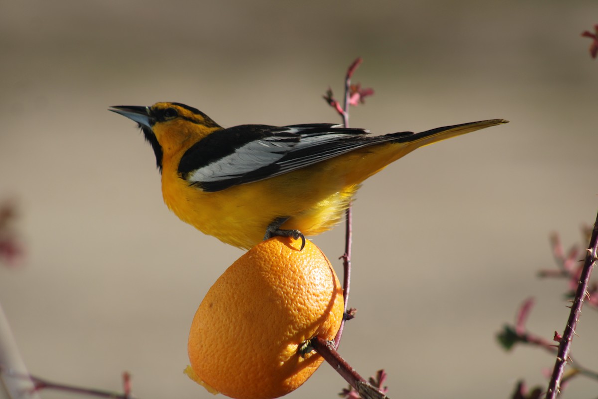 Bullock's Oriole - Jan Leonard