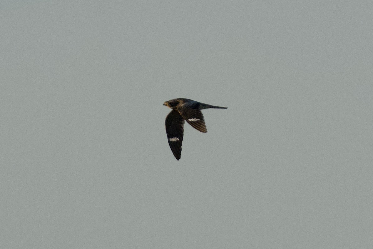 Common Nighthawk - Nicole Desnoyers