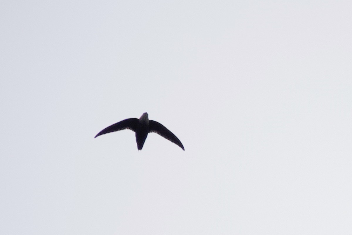 Chimney Swift - Louise Courtemanche 🦅