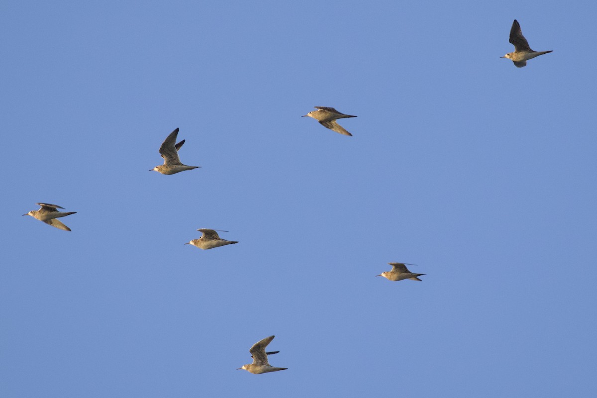 Upland Sandpiper - Nicole Desnoyers