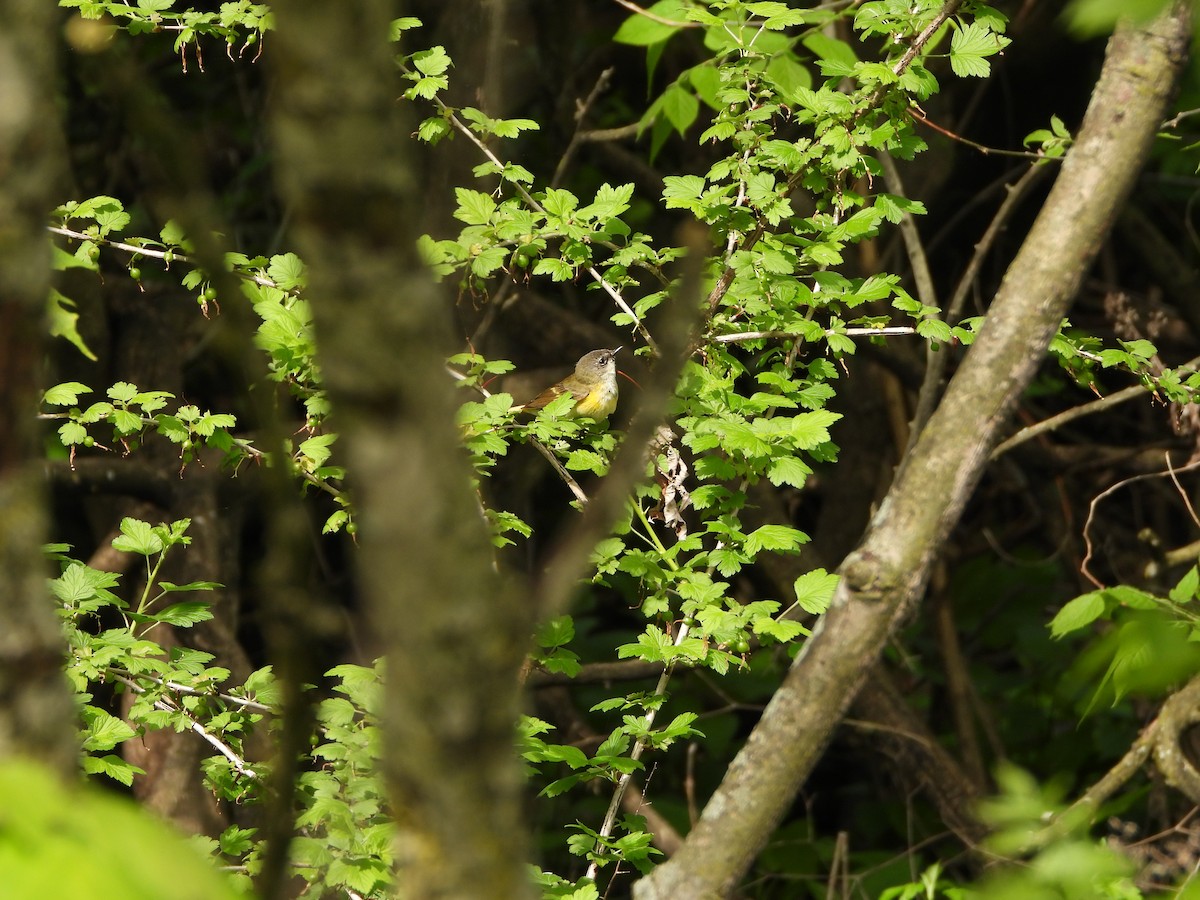 American Redstart - Justin Horton