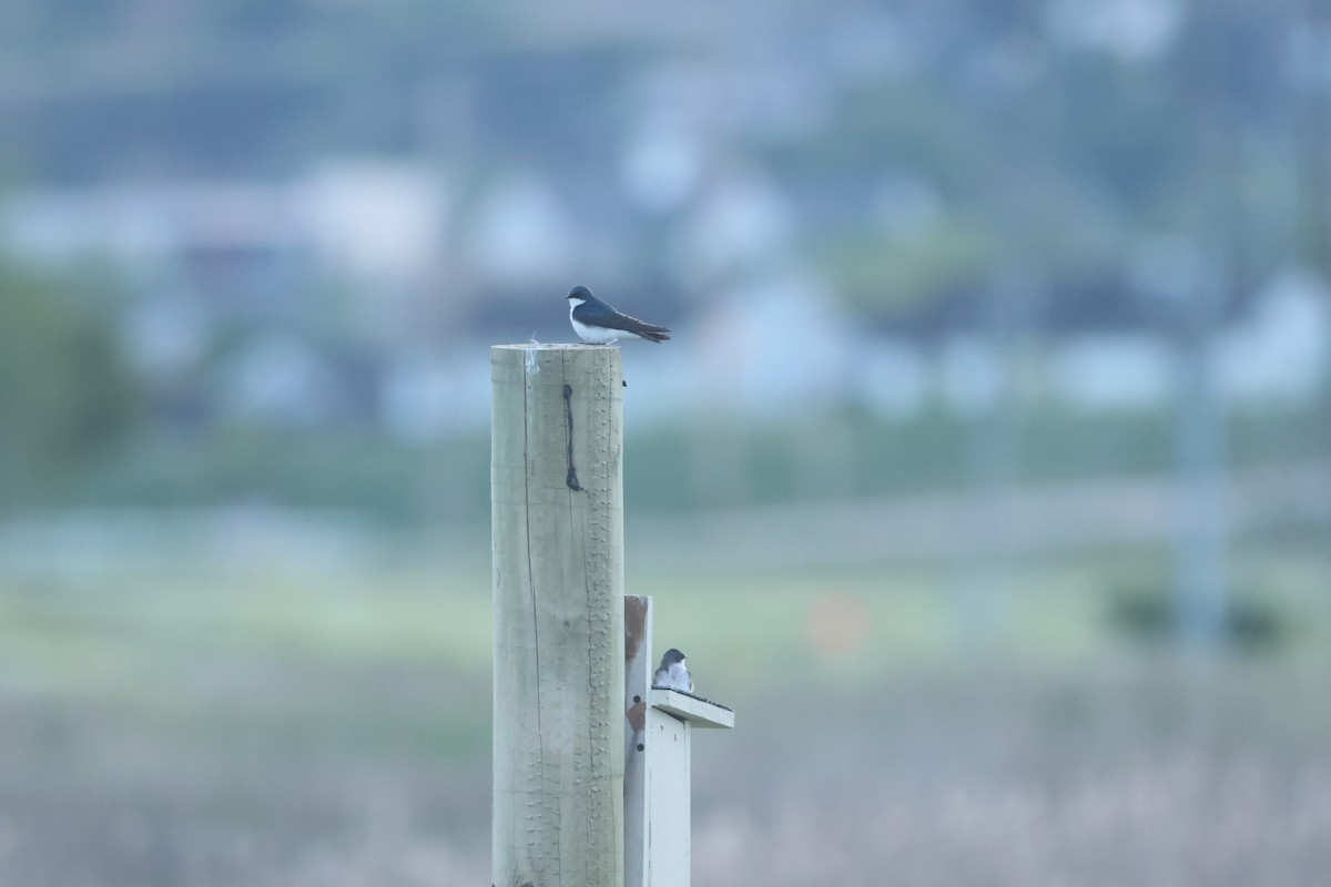 Tree Swallow - Jon Aird