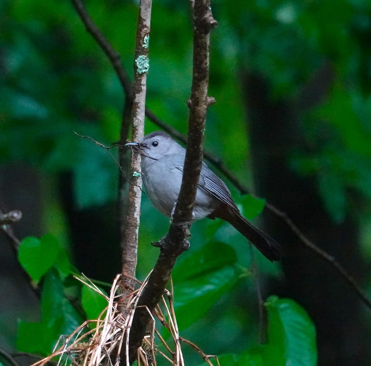 Gray Catbird - Brian Lineaweaver