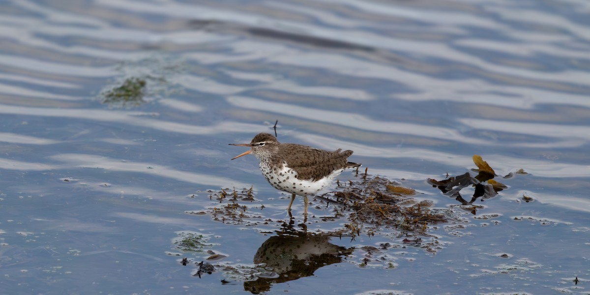 Spotted Sandpiper - Tristan Chapman