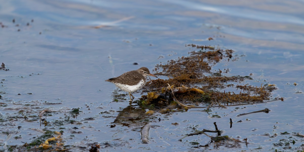 Spotted Sandpiper - Tristan Chapman