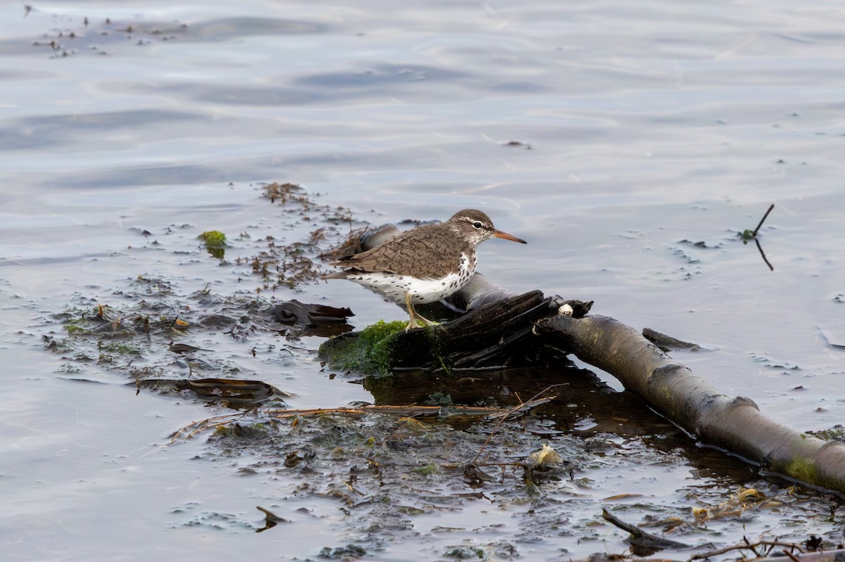 Spotted Sandpiper - Tristan Chapman