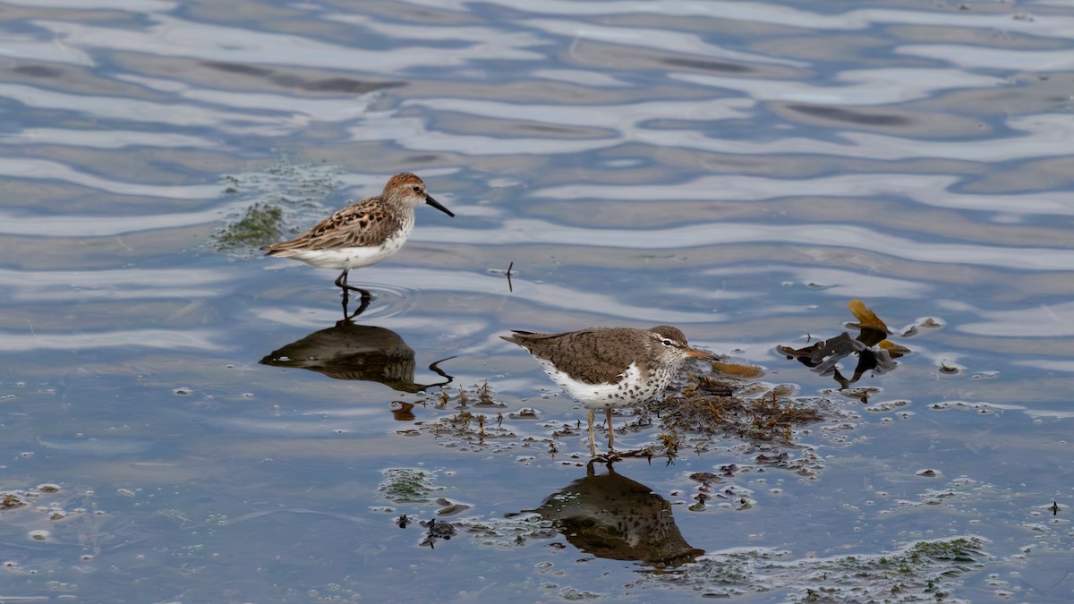 Spotted Sandpiper - Tristan Chapman