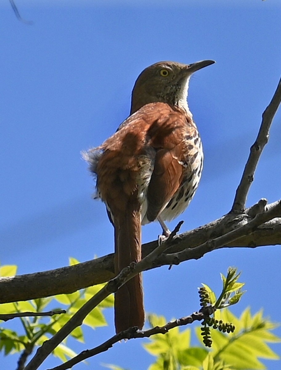 Brown Thrasher - Lisa Draper