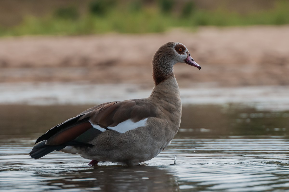 Egyptian Goose - Dominic More O’Ferrall