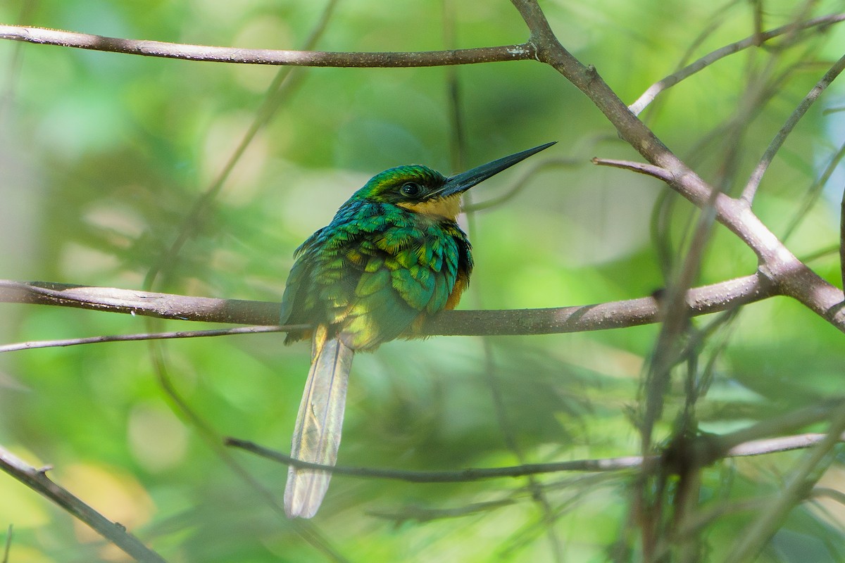 Rufous-tailed Jacamar - ML618920652