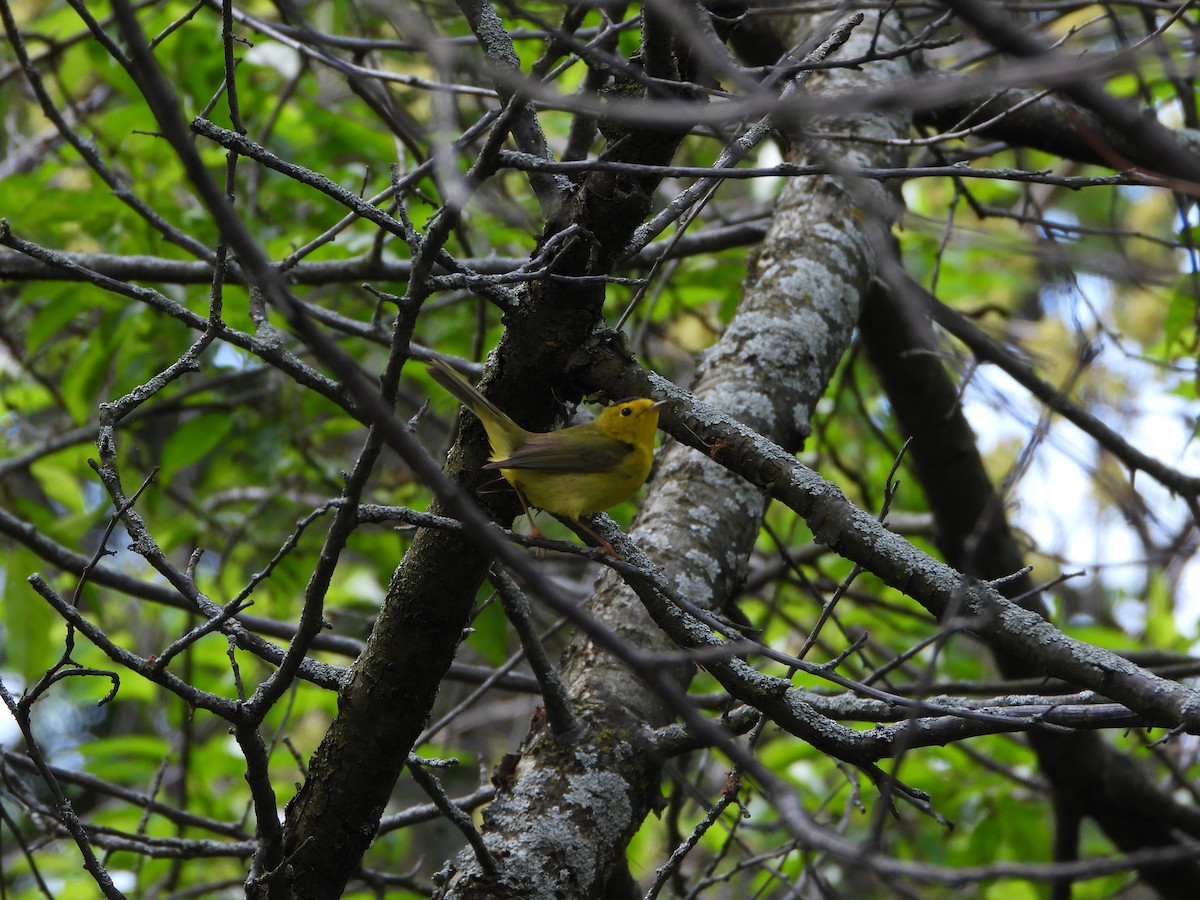 Wilson's Warbler - Justin Horton