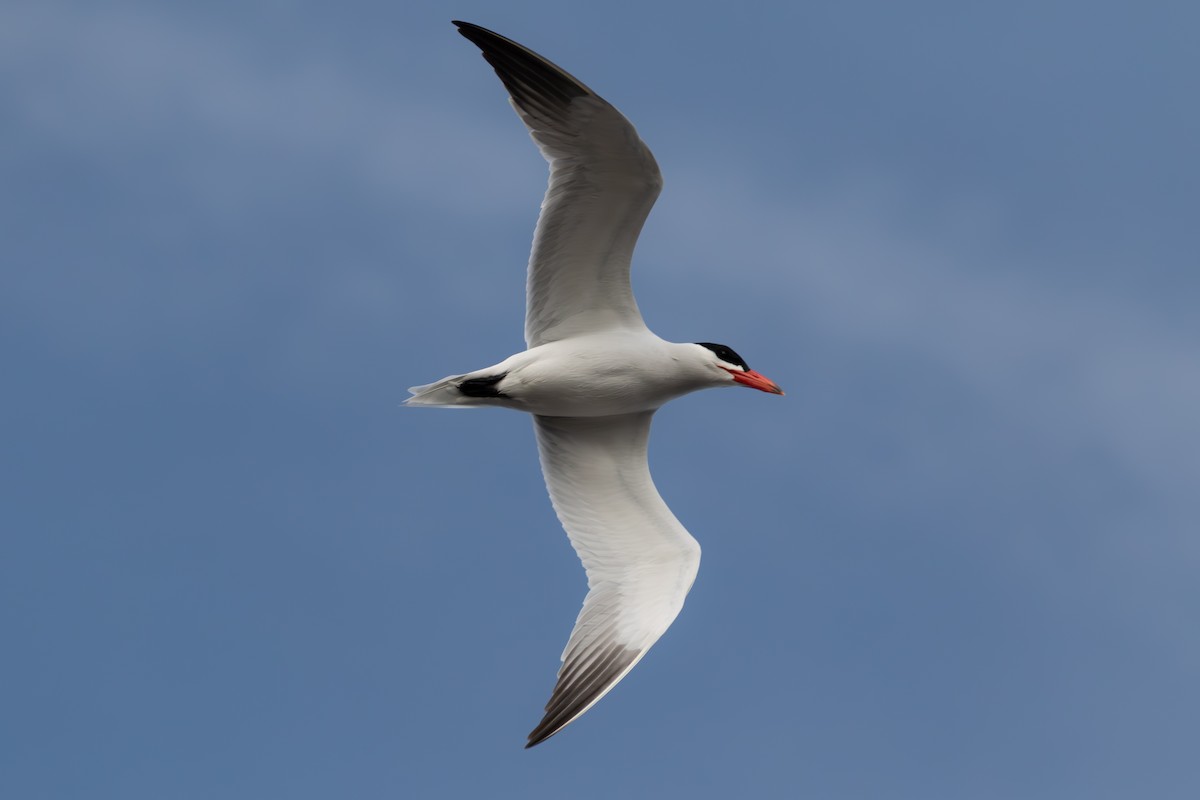 Caspian Tern - Tristan Chapman