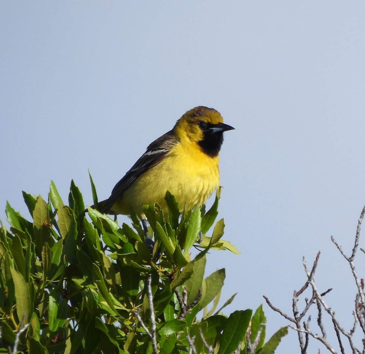 Orchard Oriole - Michelle Forte