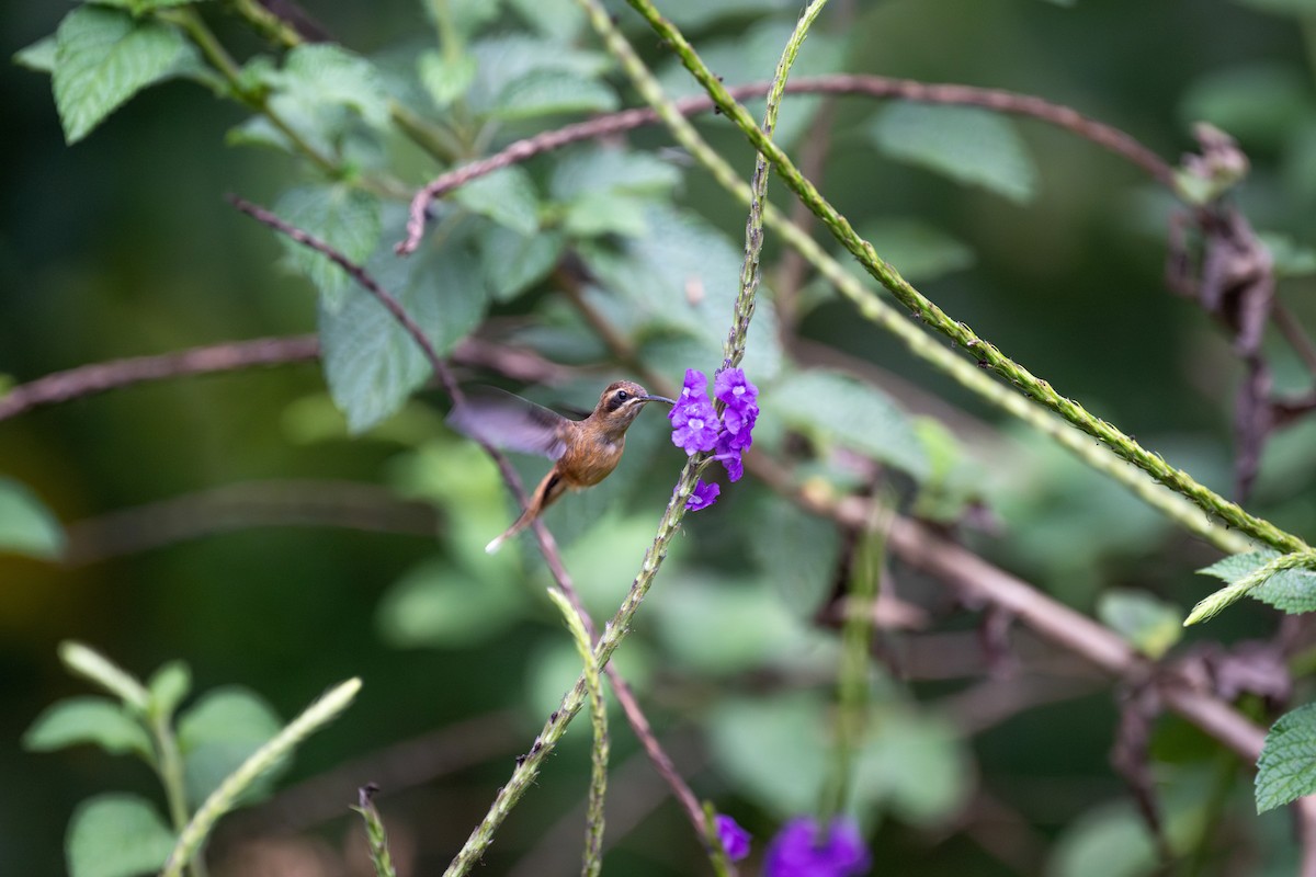 Stripe-throated Hermit - Charles Thomas