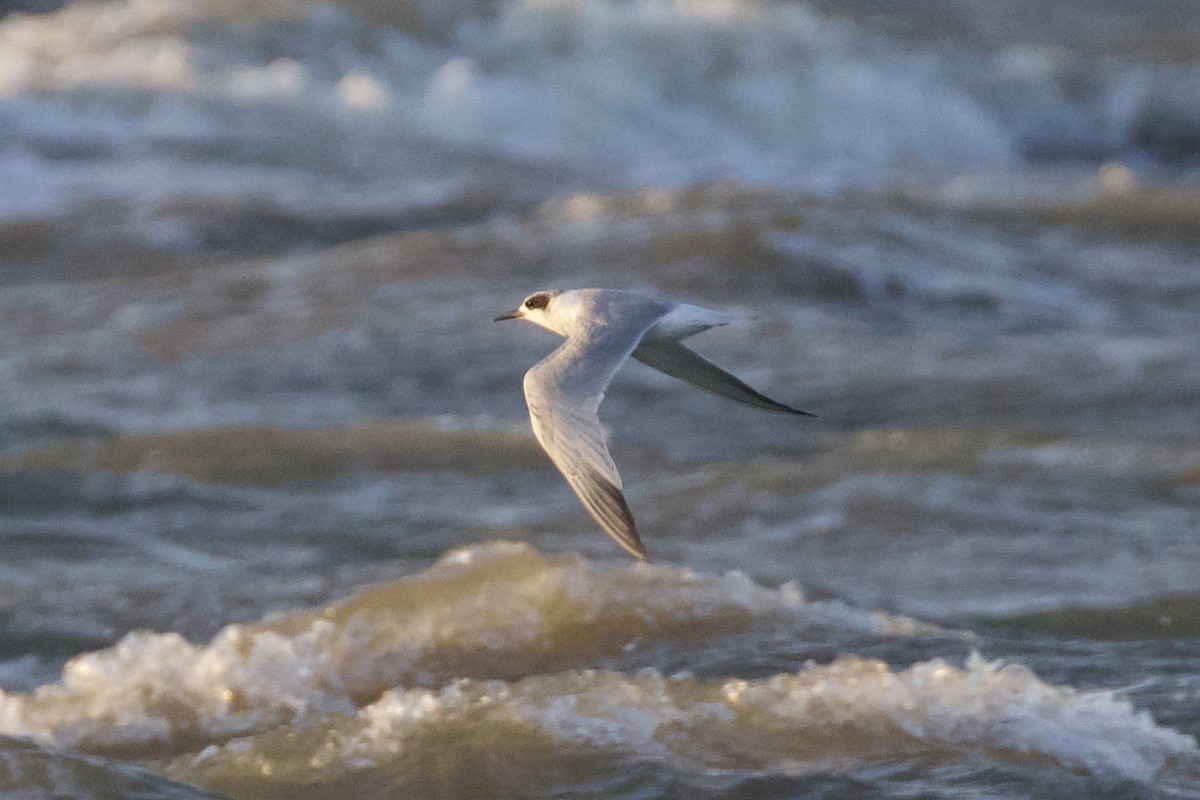 Forster's/Common Tern - ML618920700