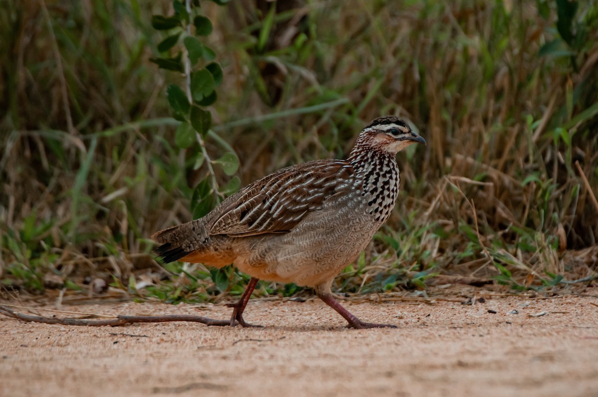 Crested Francolin - ML618920714