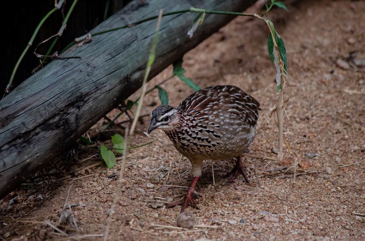 Crested Francolin - Dominic More O’Ferrall