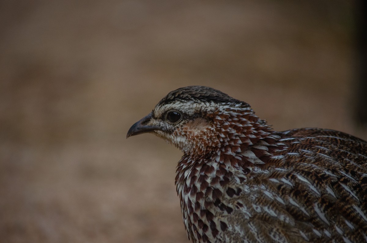 Crested Francolin - ML618920718