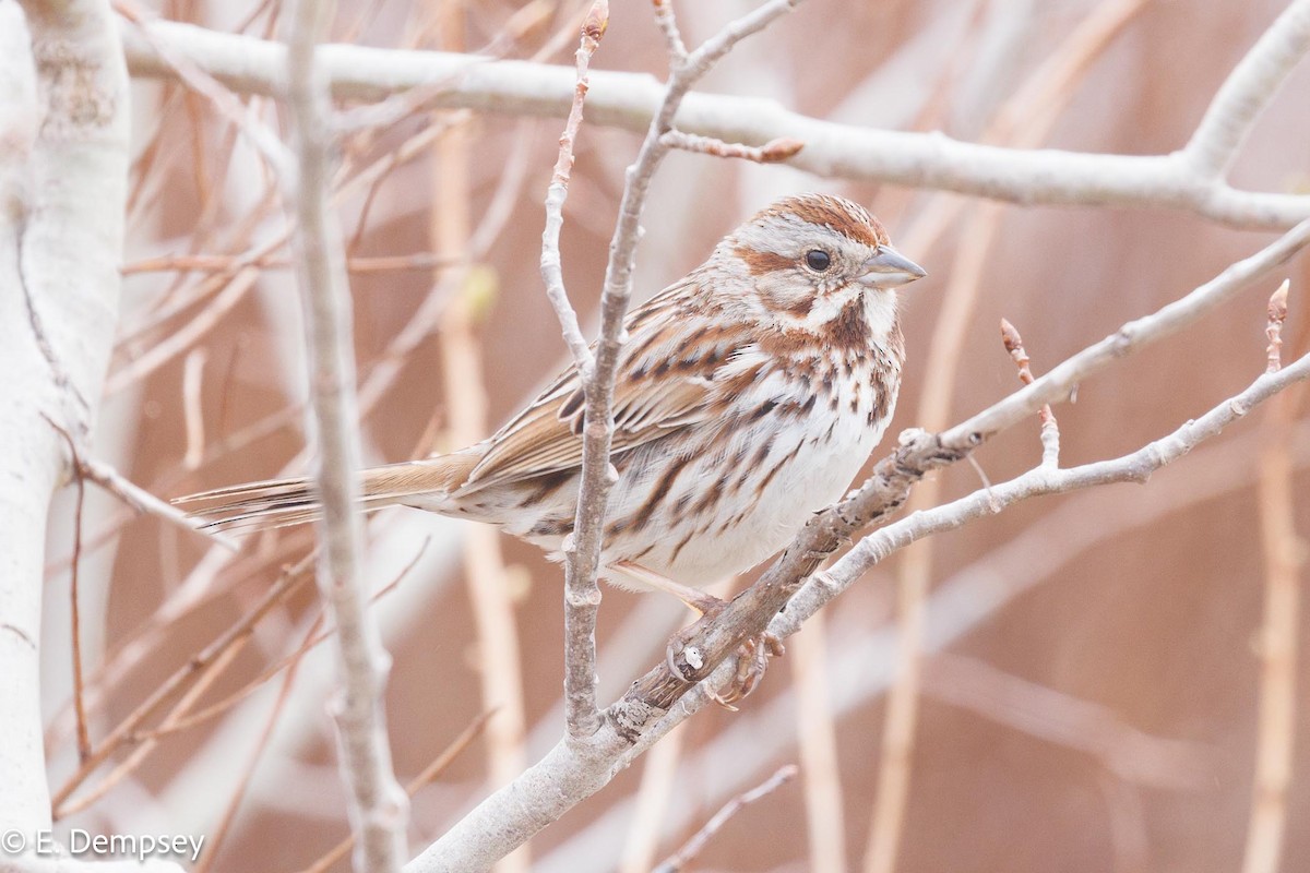 Song Sparrow - Ethel Dempsey