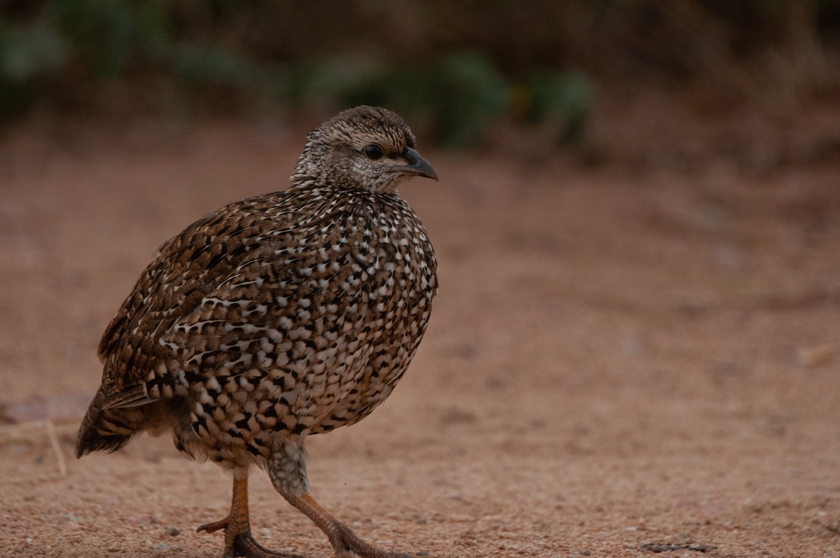 Francolin du Natal - ML618920731