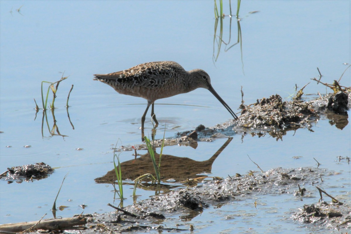 Long-billed Dowitcher - ML618920739