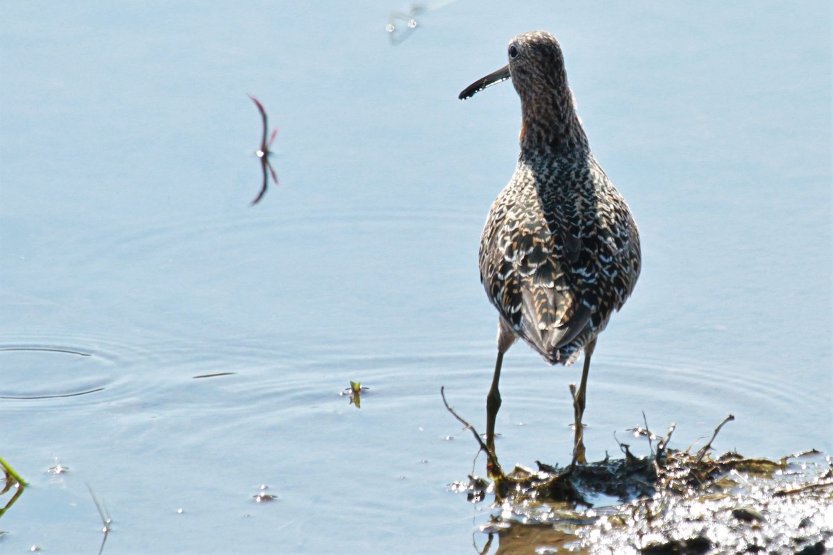 Long-billed Dowitcher - ML618920741