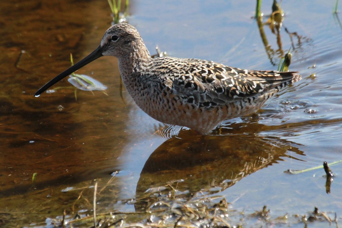 Long-billed Dowitcher - ML618920742