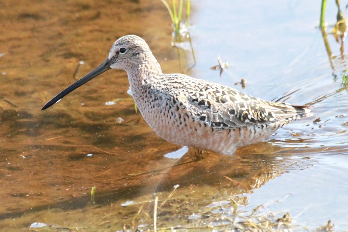 Long-billed Dowitcher - ML618920743