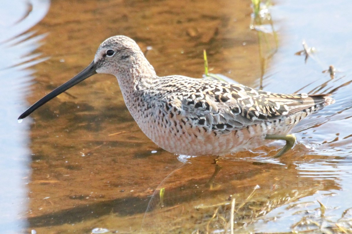Long-billed Dowitcher - ML618920746