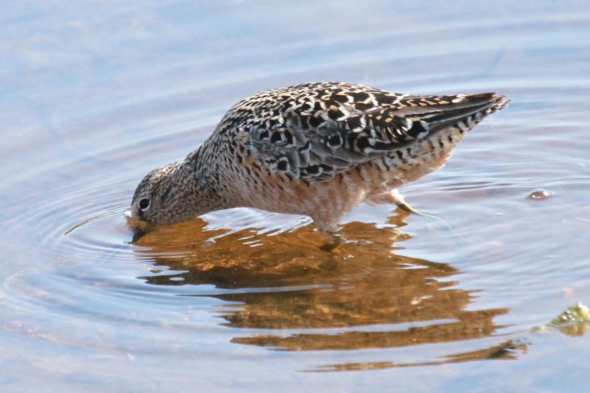 Long-billed Dowitcher - ML618920747