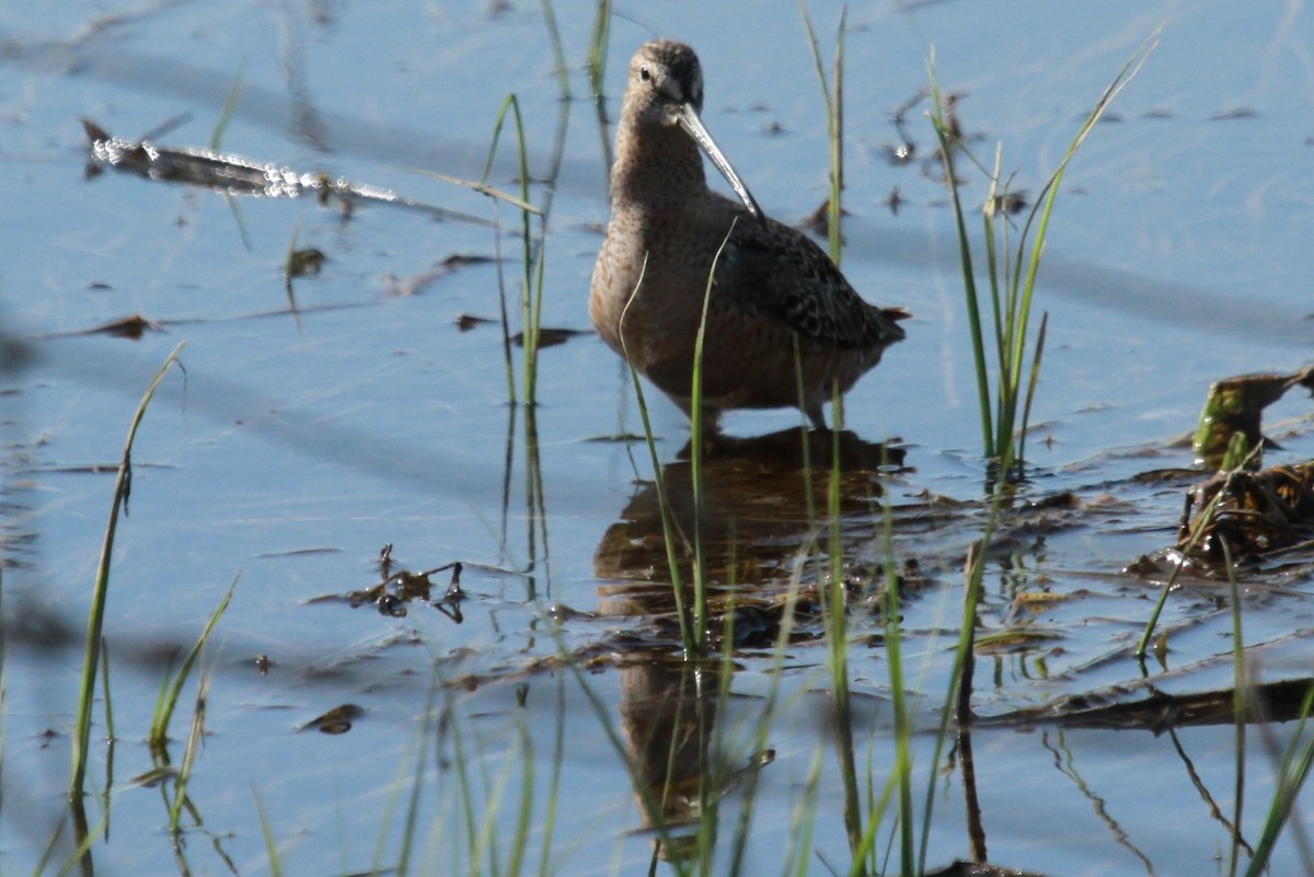Long-billed Dowitcher - ML618920749