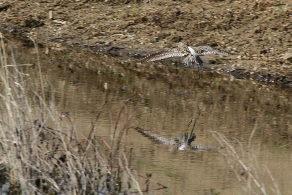 Long-billed Dowitcher - ML618920750