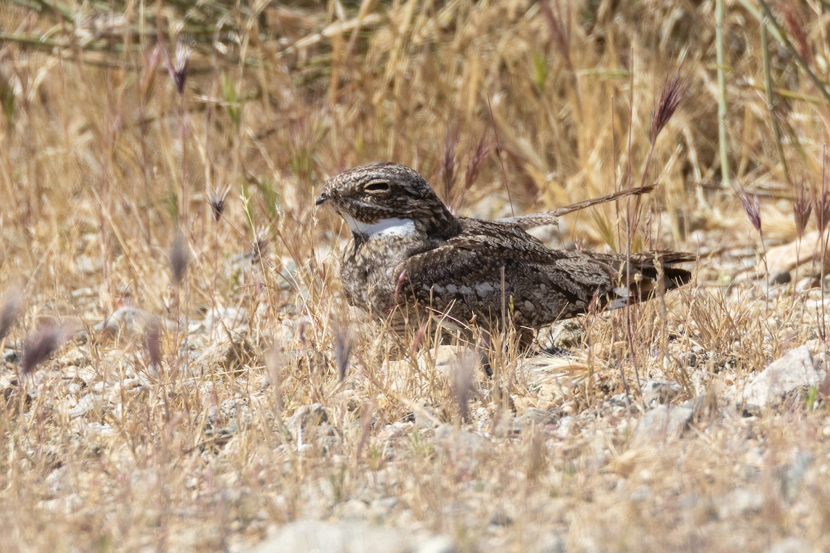 Lesser Nighthawk - Will Knowlton