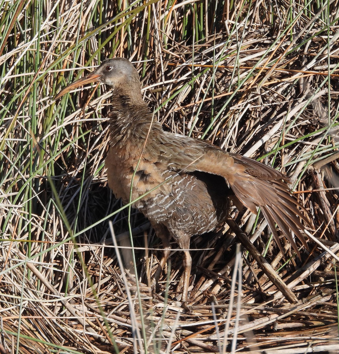 Clapper Rail - Michelle Forte