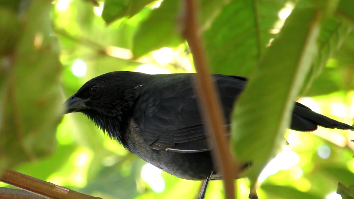 Chopi Blackbird - Gabriel V Leite