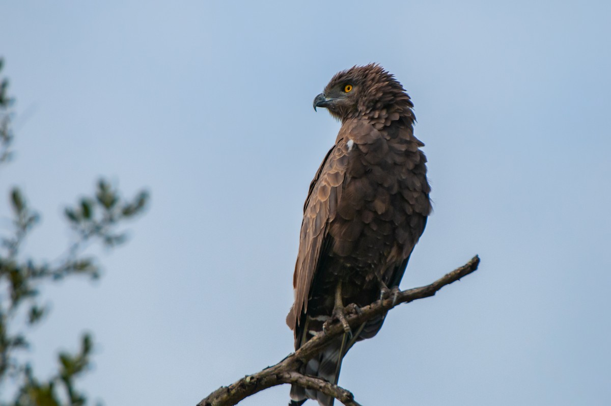 Brown Snake-Eagle - ML618920784