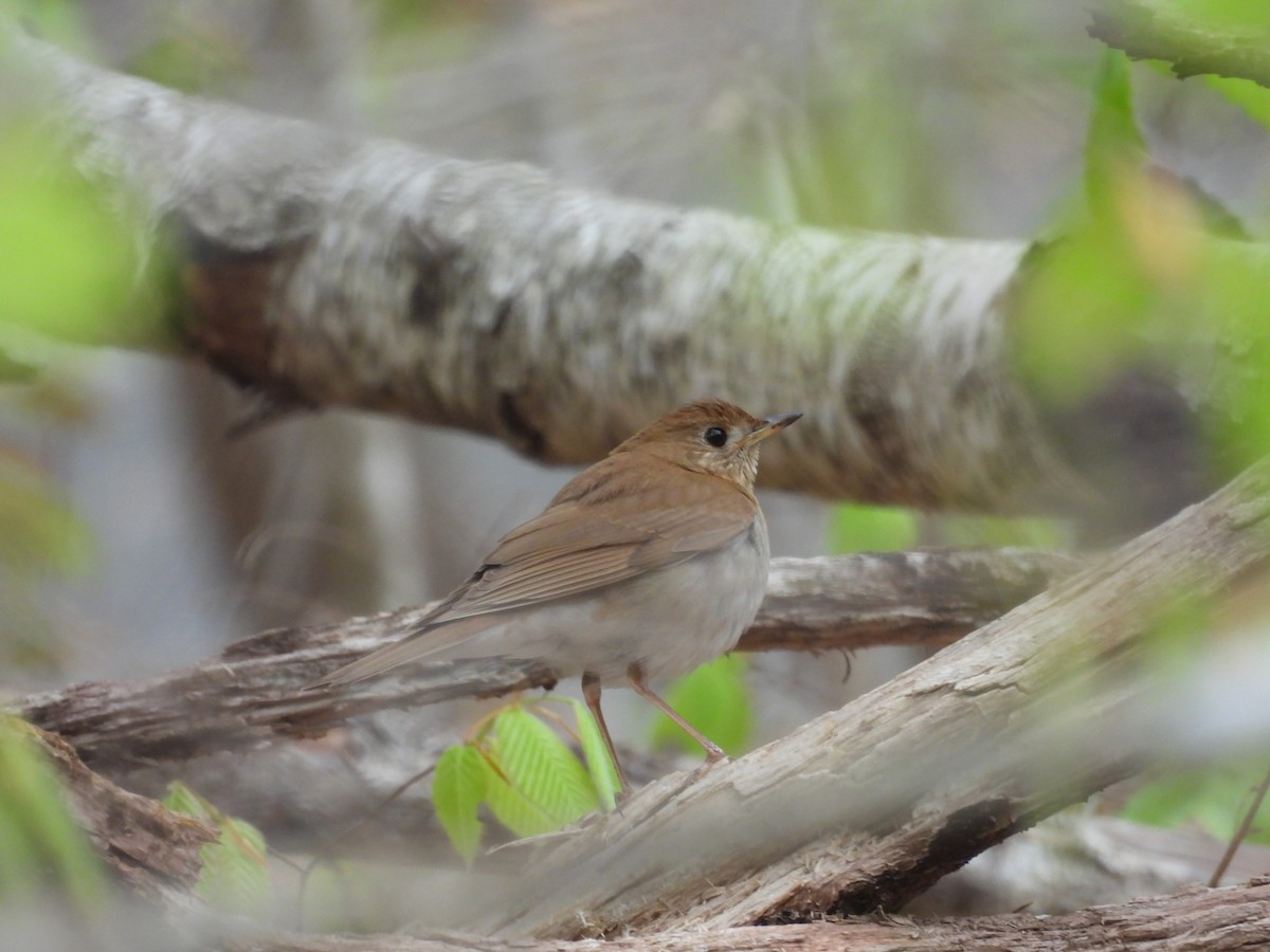 Veery - Mary Russ