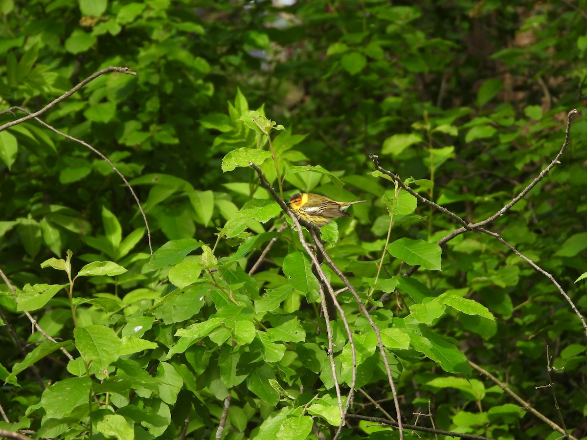 Cape May Warbler - Justin Horton