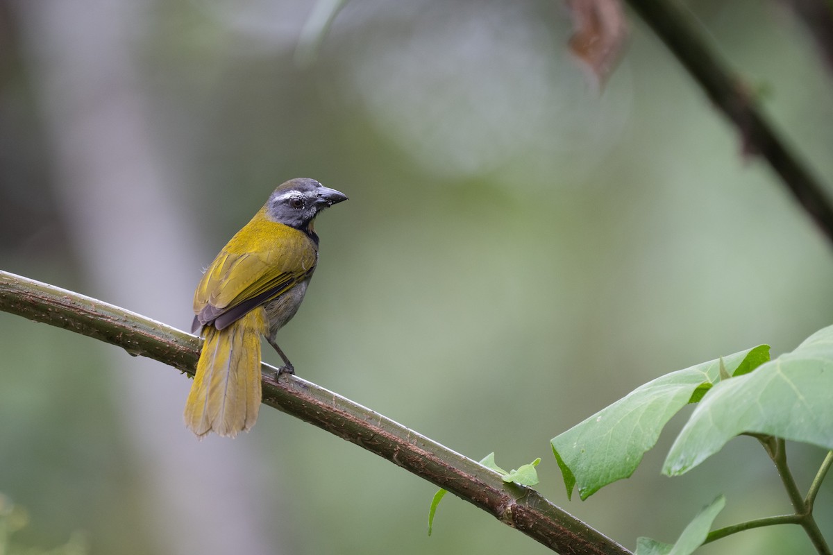 Buff-throated Saltator - Charles Thomas