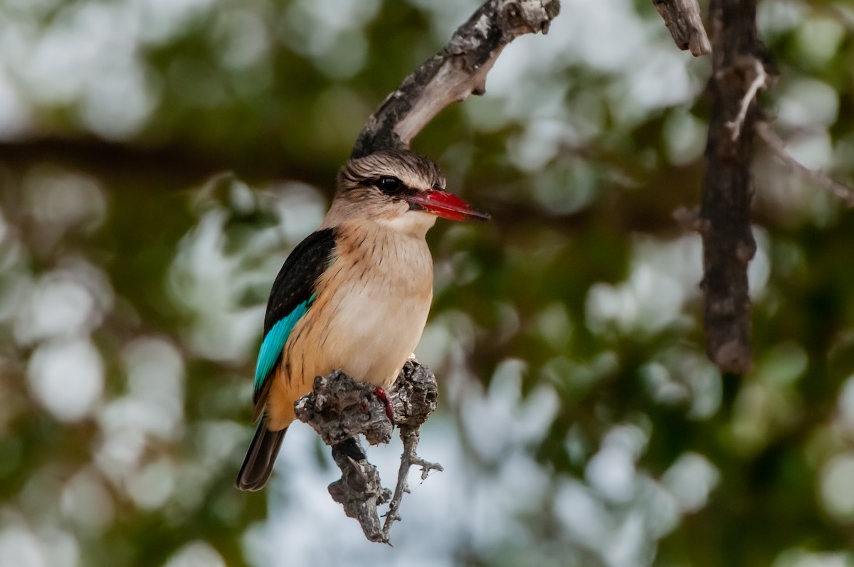 Brown-hooded Kingfisher - Dominic More O’Ferrall