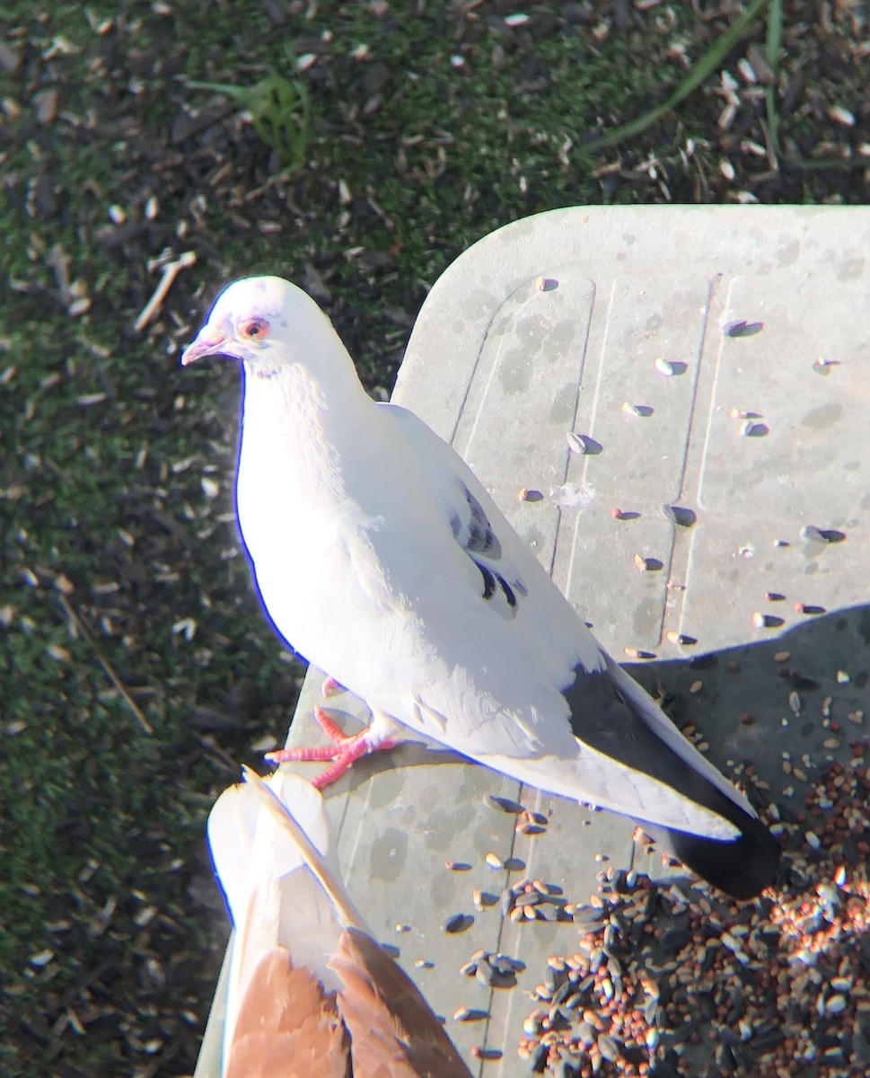 Rock Pigeon (Feral Pigeon) - KZ F