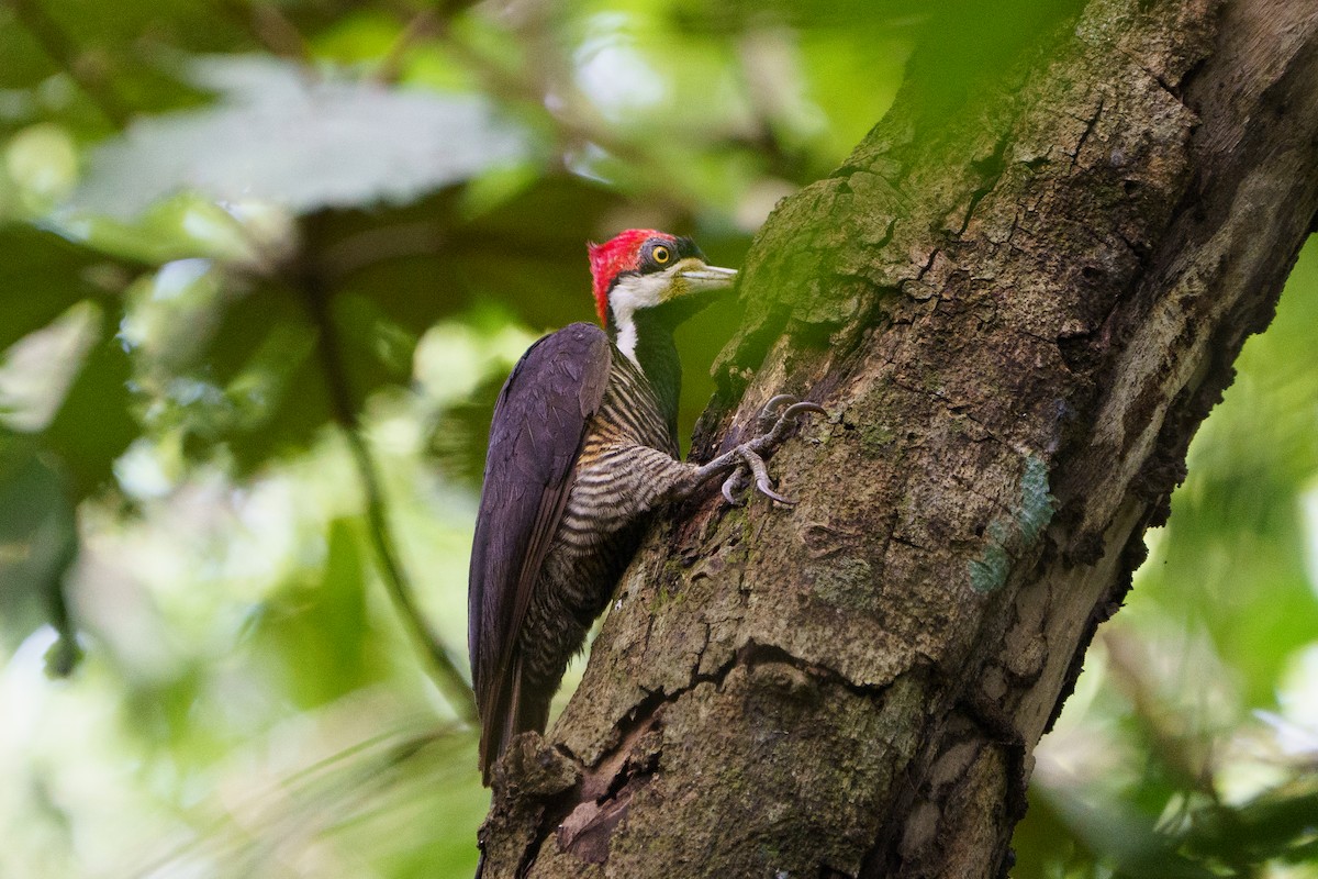 Crimson-crested Woodpecker - David Cedeño