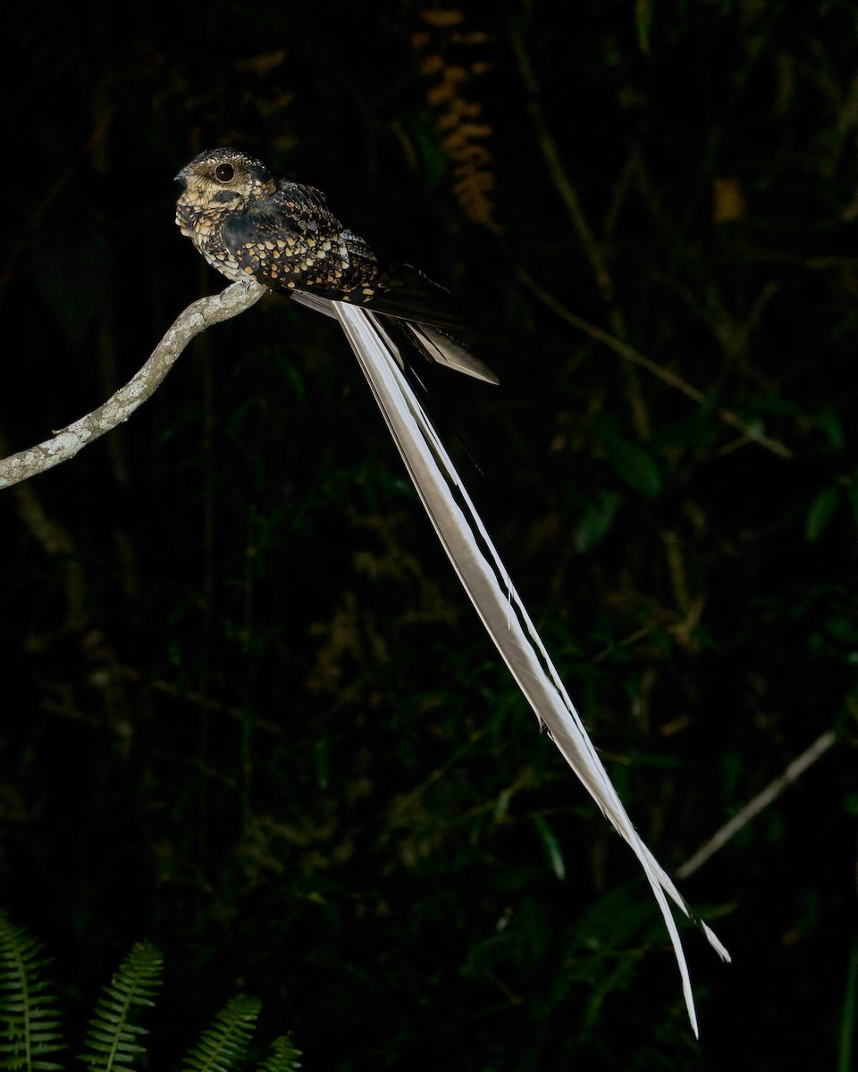 Long-trained Nightjar - ML618920831