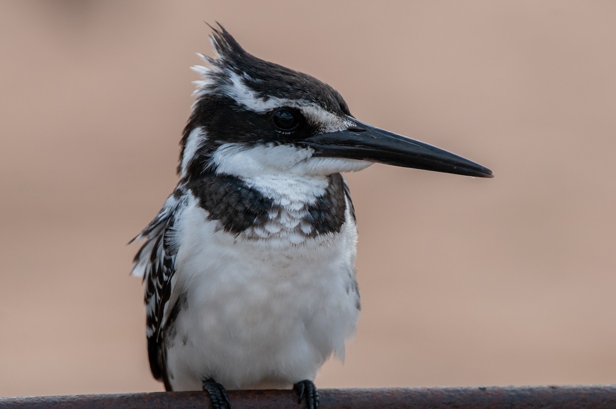 Pied Kingfisher - Dominic More O’Ferrall