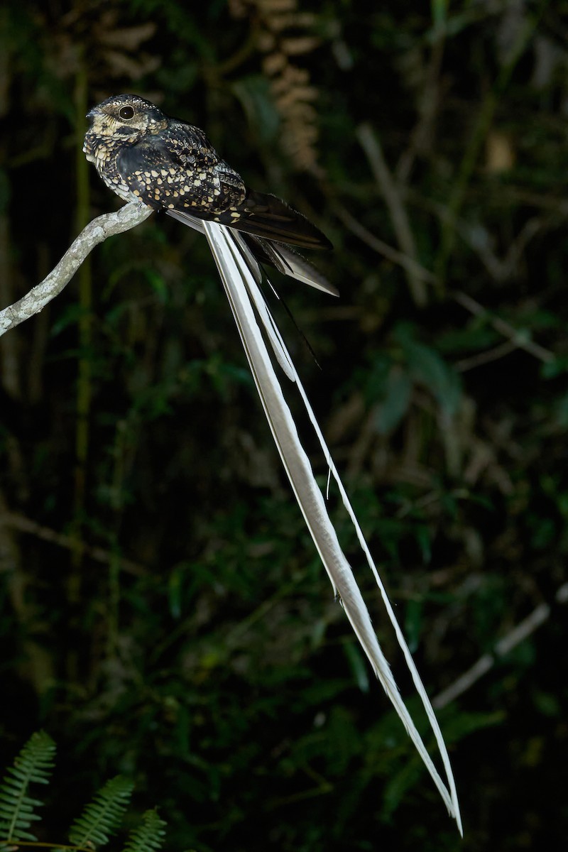 Long-trained Nightjar - ML618920833