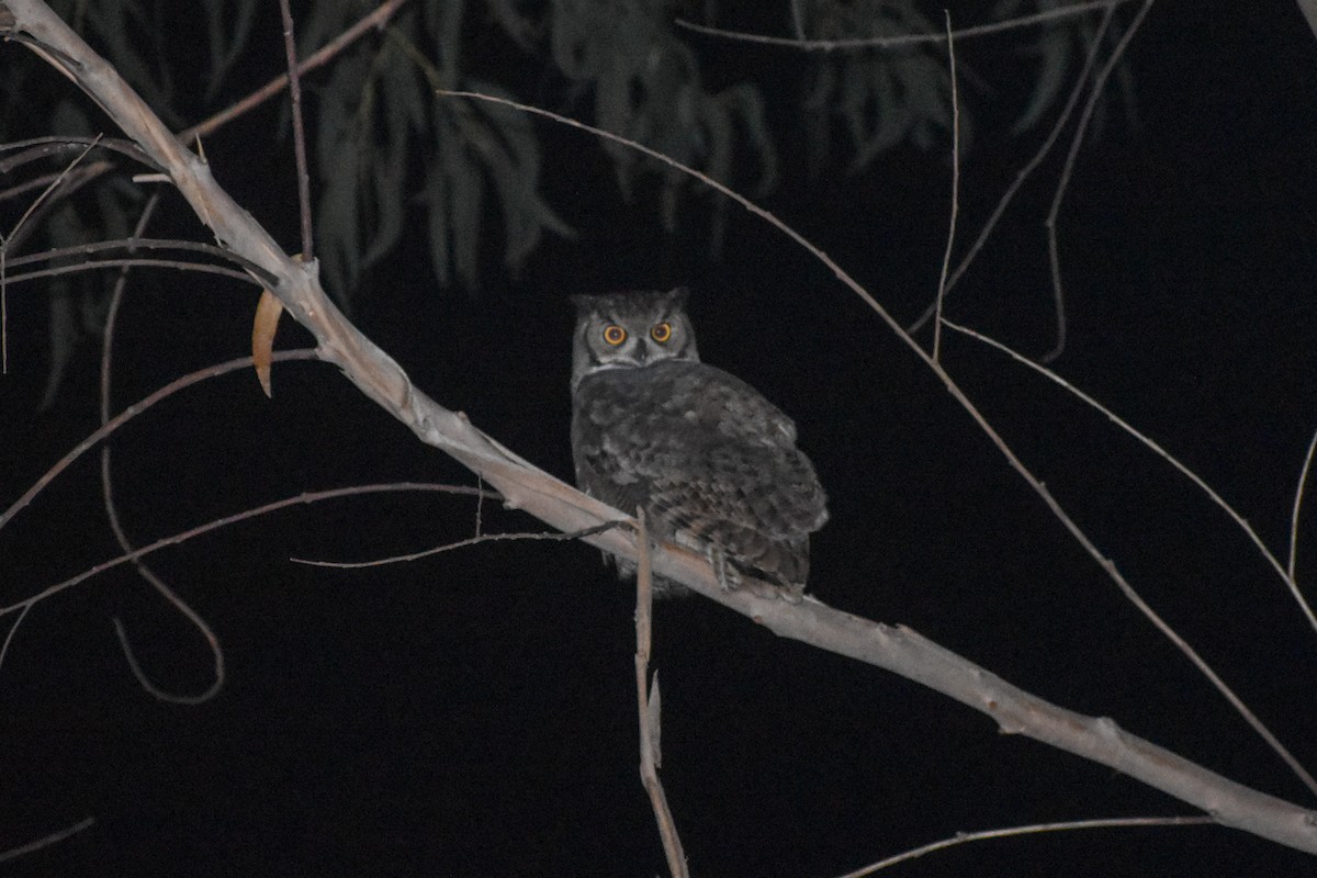 Lesser Horned Owl - Víctor Hugo Sarabia Sánchez