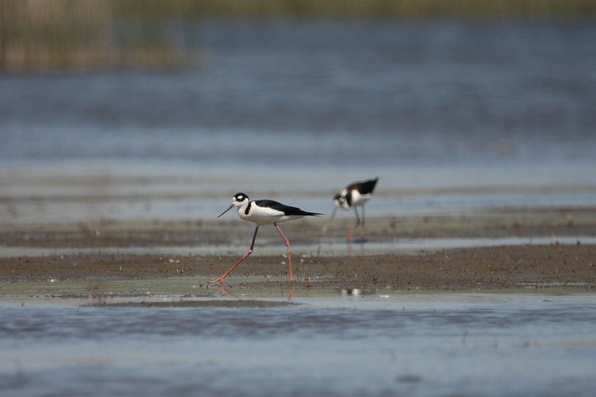 Black-necked Stilt - ML618920860