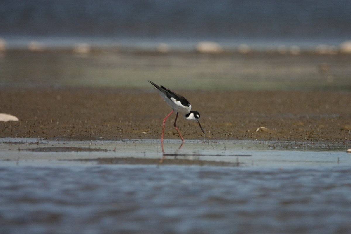 Black-necked Stilt - ML618920861