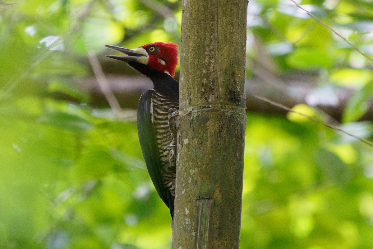 Crimson-crested Woodpecker - ML618920869