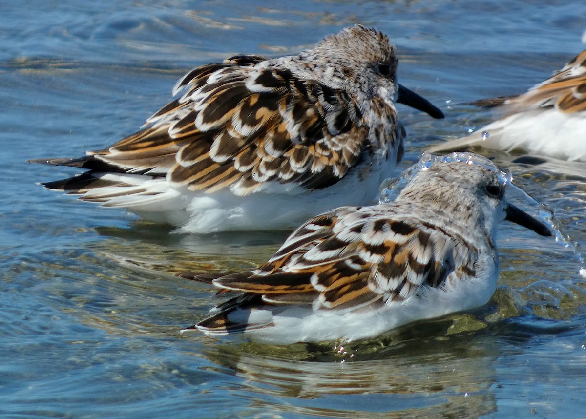 Sanderling - ML618920879